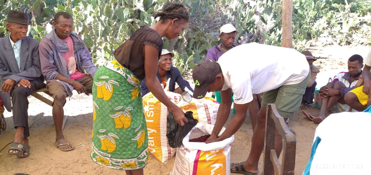 Distribution de semences